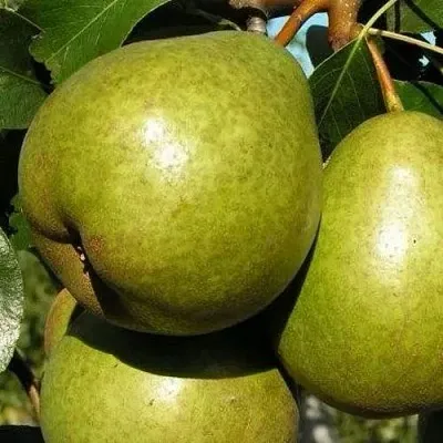 Груша ЯСАЧКА  Груша ЯСАЧКА в Балашихе