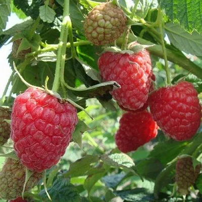 Малина КОЛОКОЛЬЧИК в Балашихе