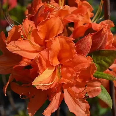 Азалия МАНДАРИН ЛАЙТС листопадная  Азалия МАНДАРИН ЛАЙТС листопадная в Балашихе