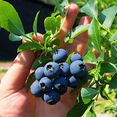Голубика НОРТ КАНТРИ  Голубика НОРТ КАНТРИ в Балашихе