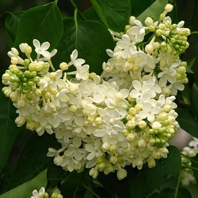 Сирень ПРИМРОУЗ  Сирень ПРИМРОУЗ в Балашихе