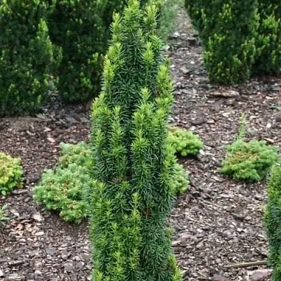 Тис ВОЙТЕК средний  в Балашихе