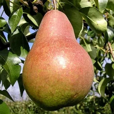 Груша КИРГИЗСКАЯ ЗИМНЯЯ  Груша КИРГИЗСКАЯ ЗИМНЯЯ в Балашихе