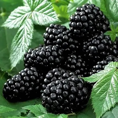 Ежевика БЛЭК БЬЮТИ  Ежевика БЛЭК БЬЮТИ в Балашихе