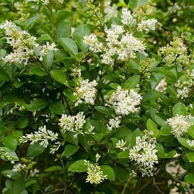 Бирючина в Балашихе