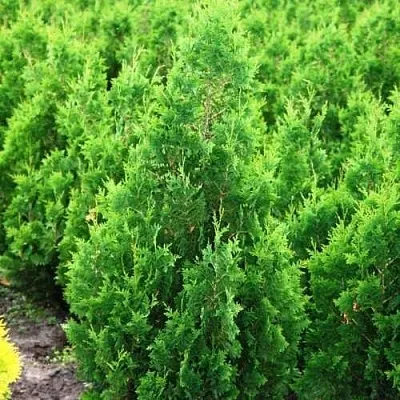 Туя СПИРАЛИС западная в Балашихе