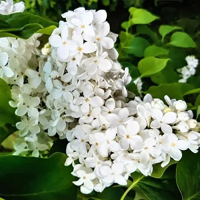 Сирень МАЛЕНЬКИЙ ПРИНЦ  Сирень МАЛЕНЬКИЙ ПРИНЦ в Балашихе