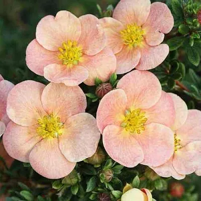 Лапчатка ДЕЙДАУН кустарниковая   Лапчатка ДЕЙДАУН кустарниковая  в Балашихе