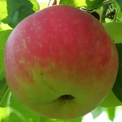 Яблоня УТРО  Яблоня УТРО в Балашихе