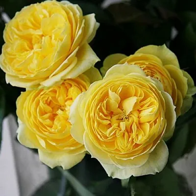 Саженцы роз КАТАЛИНА спрей в Балашихе