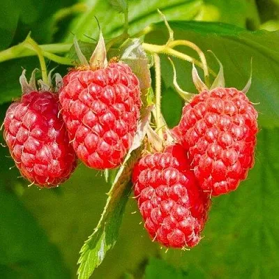 Малина ИЗОБИЛЬНАЯ в Балашихе