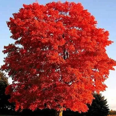 Дуб красный   Дуб красный  в Балашихе