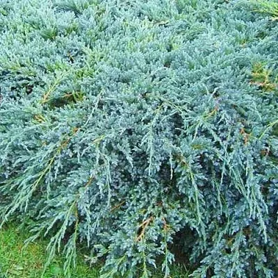 Можжевельник БЛЮ КАРПЕТ чешуйчатый в Балашихе