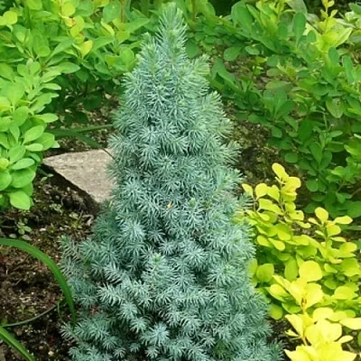 Ель КОНИКА сизая в Балашихе