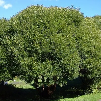 Ива ломкая   Ива ломкая  в Балашихе