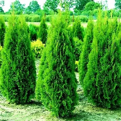 Туя ВИДМАНТ западная в Балашихе