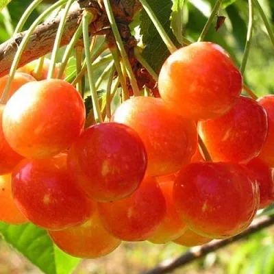 Черешня СОПЕРНИЦА  Черешня СОПЕРНИЦА в Балашихе