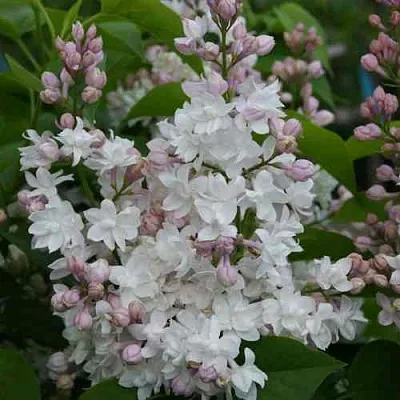 Сирень КРАСАВИЦА МОСКВЫ  Сирень КРАСАВИЦА МОСКВЫ в Балашихе