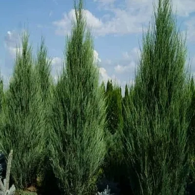 Можжевельник СКАЙРОКЕТ скальный в Балашихе