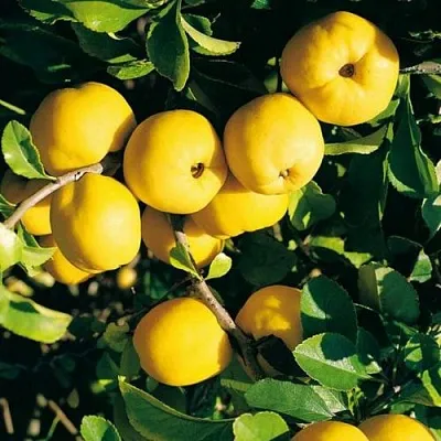 Айва ЦЕЗАРЬ  Айва ЦЕЗАРЬ в Балашихе