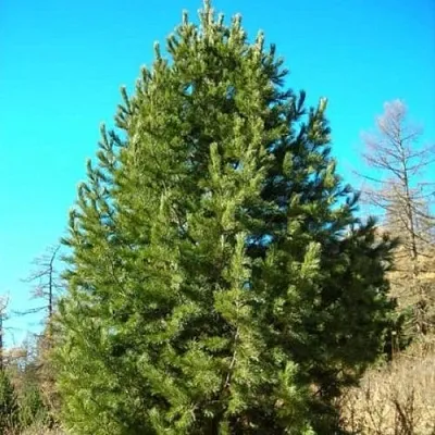Сосна кедровая сибирская в Балашихе