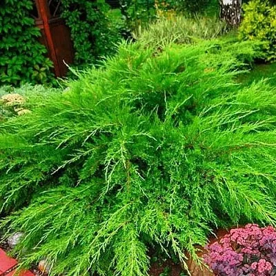 Можжевельник средний Mint Julep (МИНТ ДЖУЛЕП) в Балашихе