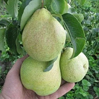 Груша КУДЕСНИЦА  Груша КУДЕСНИЦА в Балашихе