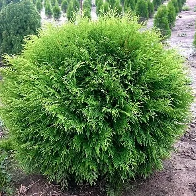 Туя ЛИТЛ ЧЕМПИОН западная в Балашихе