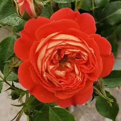 Саженцы роз СТАРЛЕТ РОУЗ КАРМЕН плетистая  Саженцы роз СТАРЛЕТ РОУЗ КАРМЕН плетистая в Балашихе