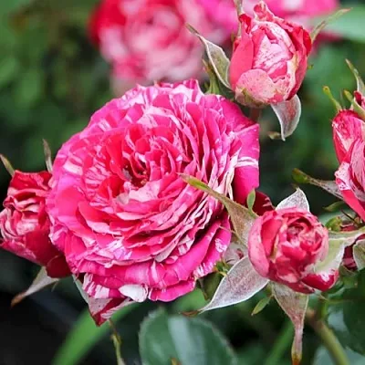 Саженцы роз АРРОУ ФОЛИЕС спрей в Балашихе