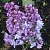 Сирень НАДЕЖДА в Балашихе