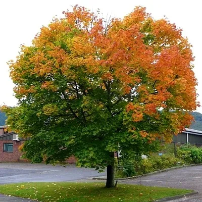 Клен остролистный  Клен остролистный в Балашихе