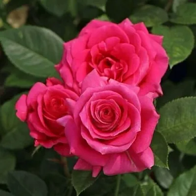 Саженцы роз ЛАВ ЛЕТТЕР флорибунда  Саженцы роз ЛАВ ЛЕТТЕР флорибунда в Балашихе