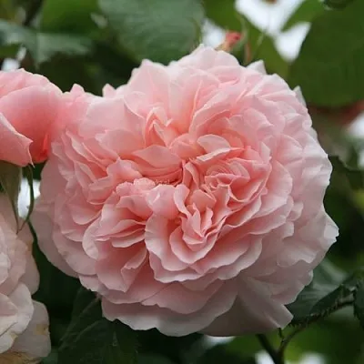 Саженцы роз РОЗ ДЕ ТОЛБИАК плетистая  Саженцы роз РОЗ ДЕ ТОЛБИАК плетистая в Балашихе