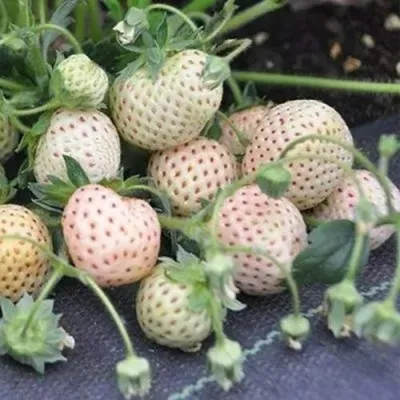 Клубника АНАНАСА ремонтантная — описание сорта Клубника АНАНАСА ремонтантная в Балашихе