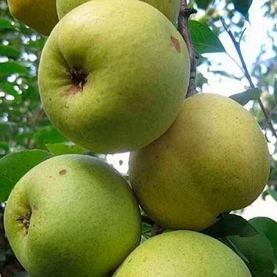 Груша РОГНЕДА  Груша РОГНЕДА в Балашихе