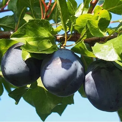 Слива ВОЛАТ в Балашихе