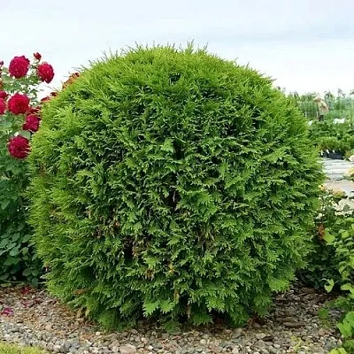 Туя ВУДВАРДИ западная в Балашихе