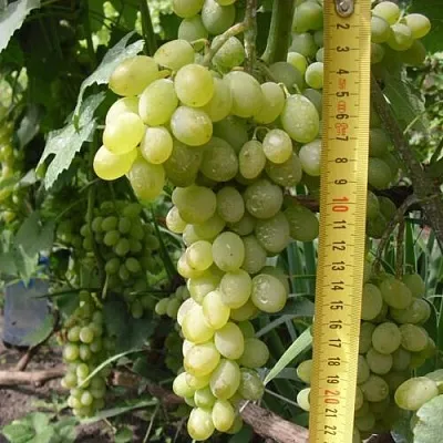 Виноград АНАНАСНЫЙ РАННИЙ в Балашихе