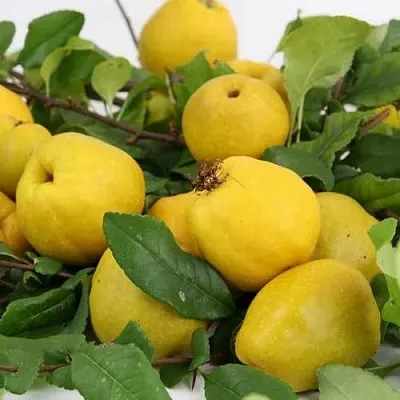 Айва ЯПОНСКАЯ  Айва ЯПОНСКАЯ в Балашихе