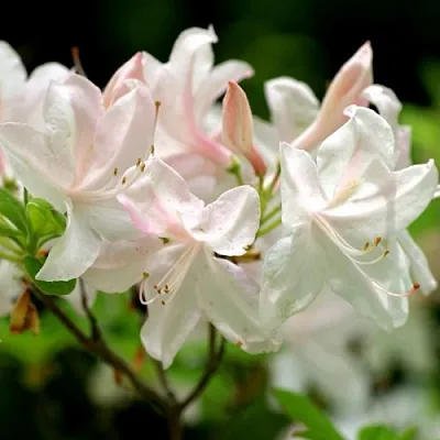 Азалия УАЙТ ЛАЙТС листопадная  Азалия УАЙТ ЛАЙТС листопадная в Балашихе