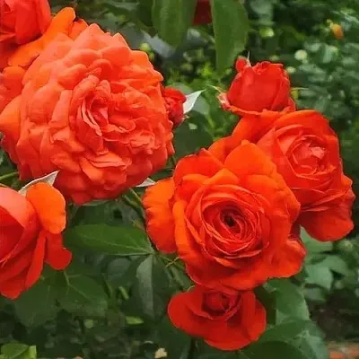 Саженцы роз МАЙНТАУЭР плетистая  Саженцы роз МАЙНТАУЭР плетистая в Балашихе