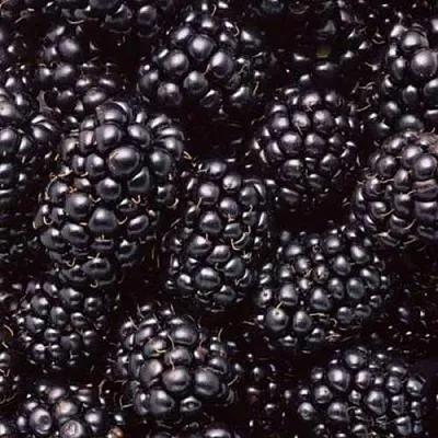 Ежевика ОРКАН бесшипная  Ежевика ОРКАН бесшипная в Балашихе