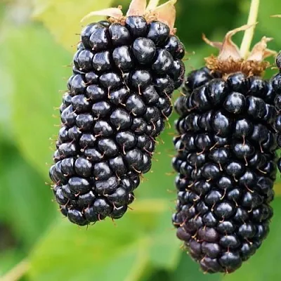 Ежевика КОЛАМБИЯ ГИГАНТ бесшипная  Ежевика КОЛАМБИЯ ГИГАНТ бесшипная в Балашихе