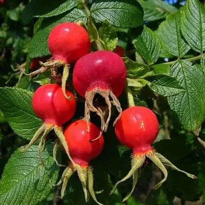 Шиповник ВИТАМИННЫЙ ВНИВИ в Балашихе