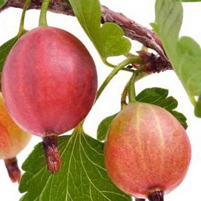 Крыжовник ЯРКИЙ в Балашихе