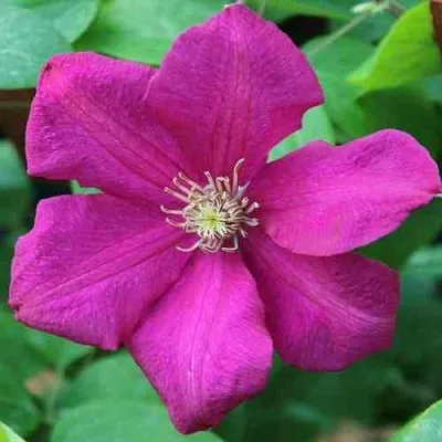 Клематис ЭРНЕСТ МАРКХАМ  Клематис ЭРНЕСТ МАРКХАМ в Балашихе