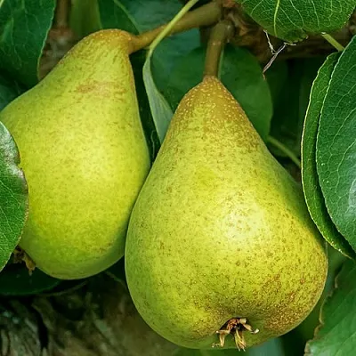 Груша Г-6 колонновидная  Груша Г-6 колонновидная в Балашихе