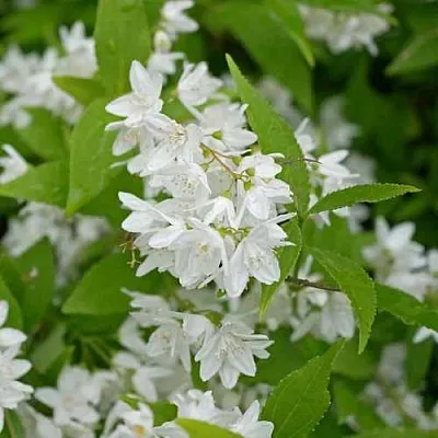 Дейция шершавая  Дейция шершавая в Балашихе