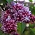 Сирень П.П.КОНЧАЛОВСКИЙ в Балашихе